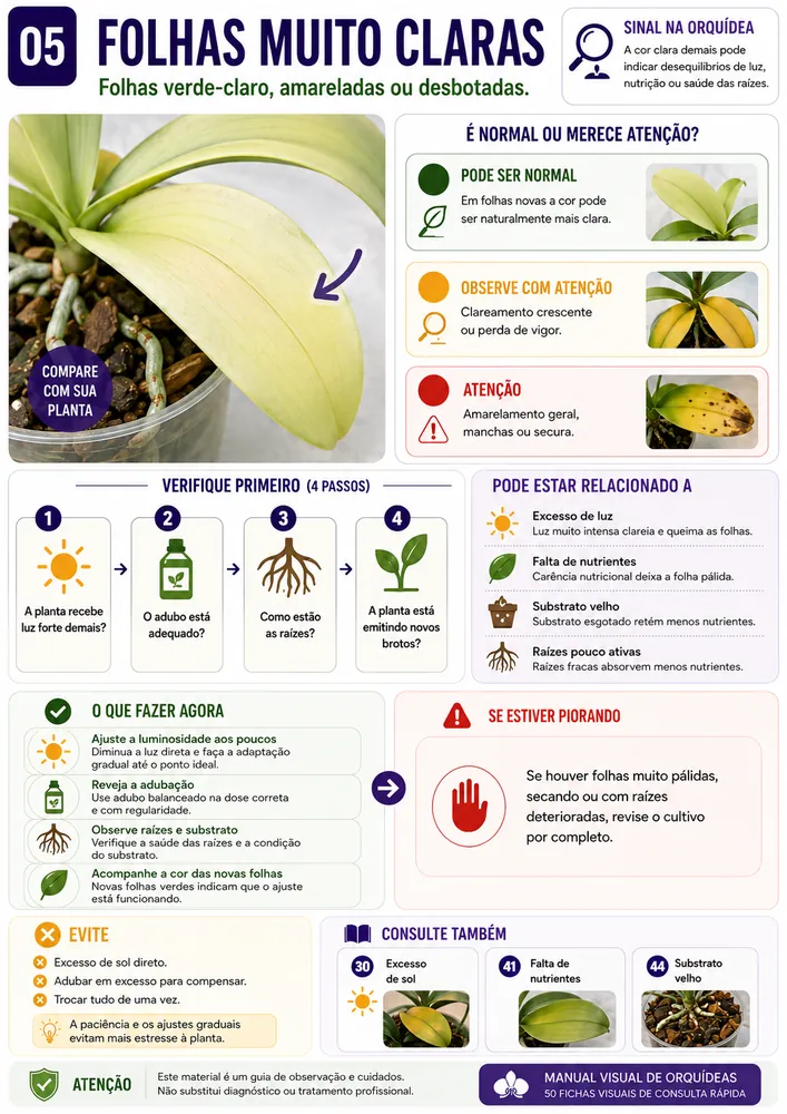 Ficha visual de orquídea